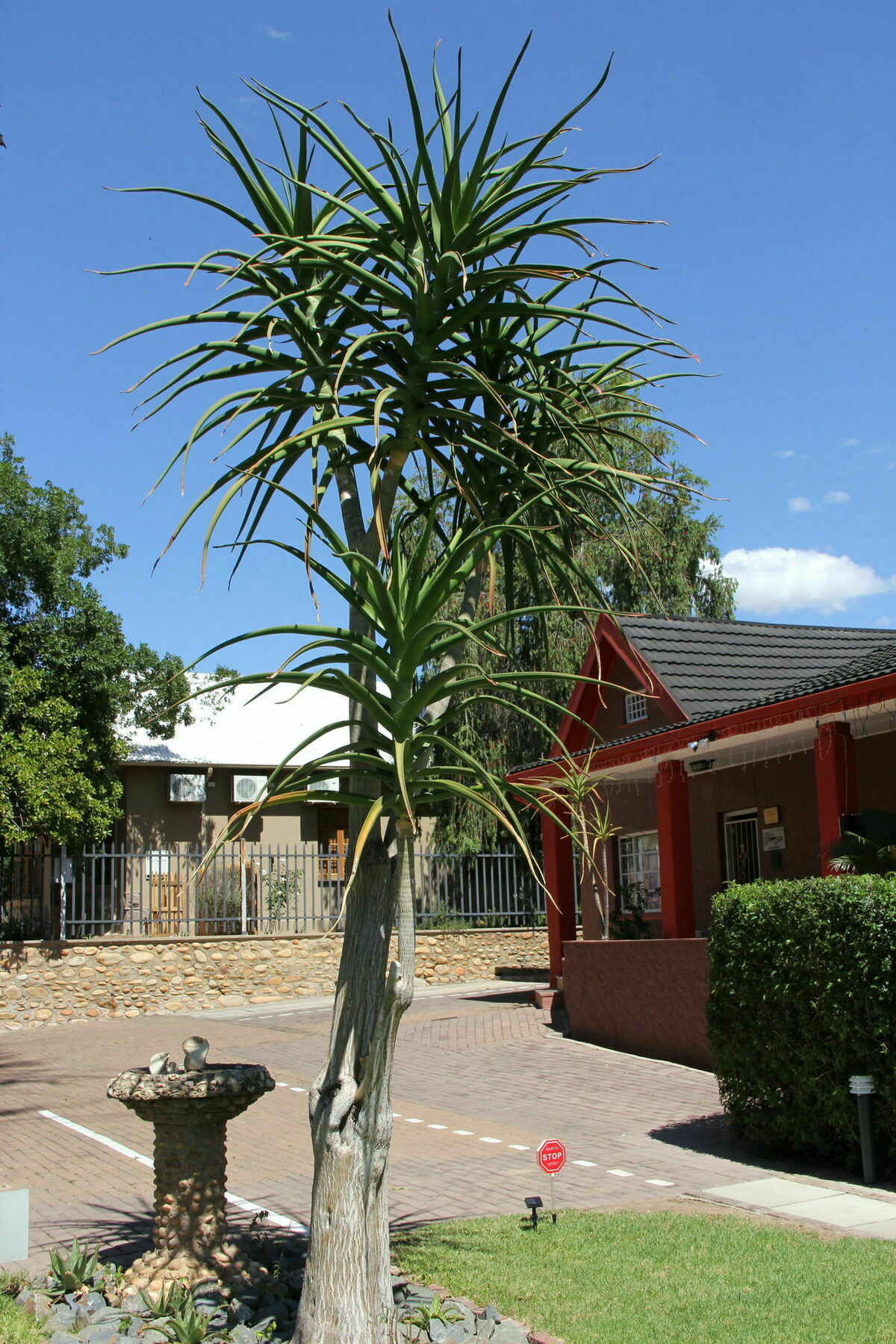 Gumtree Guest House Oudtshoorn Kültér fotó